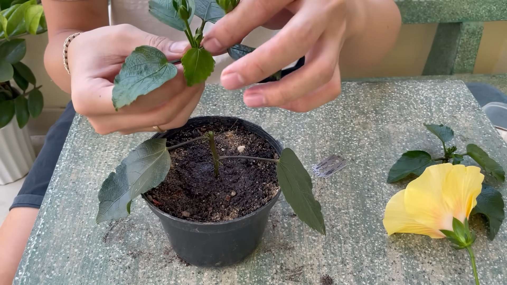 Grow Big Hibiscus Flowers