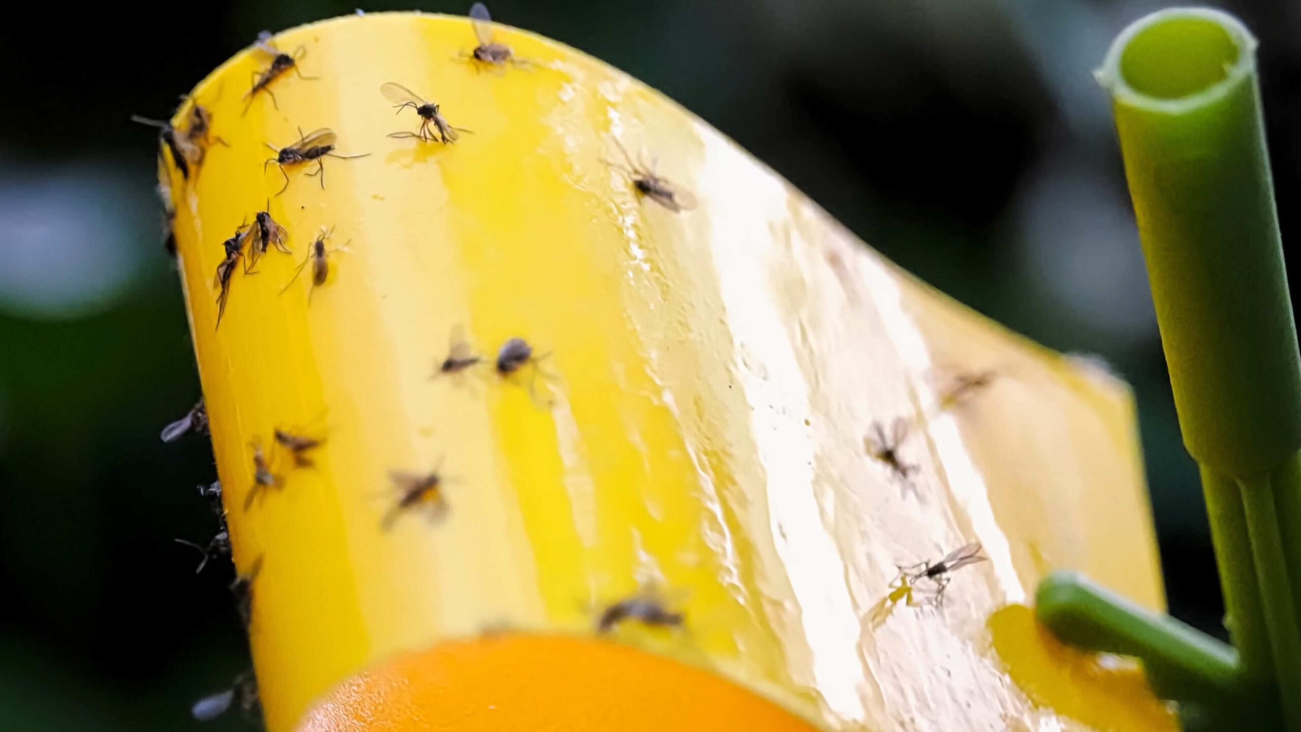 Organic Fungus Gnat Control