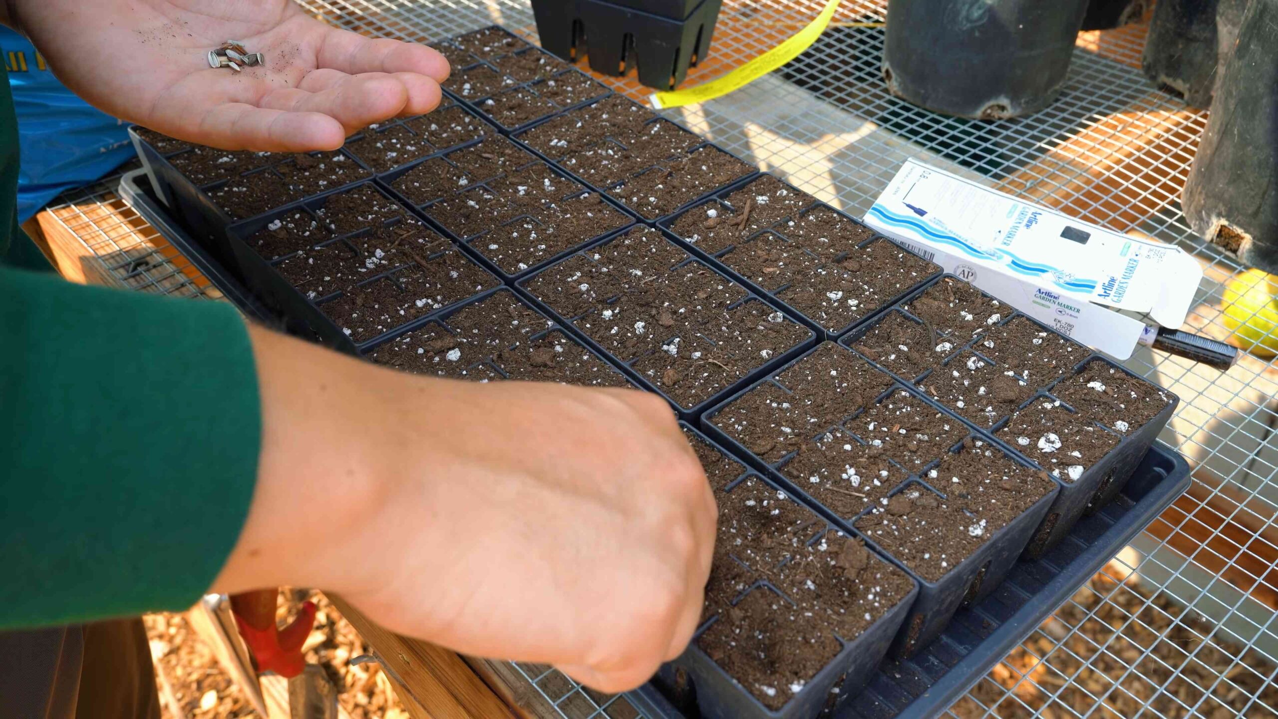 Growing Sunflowers Beginners Guide
