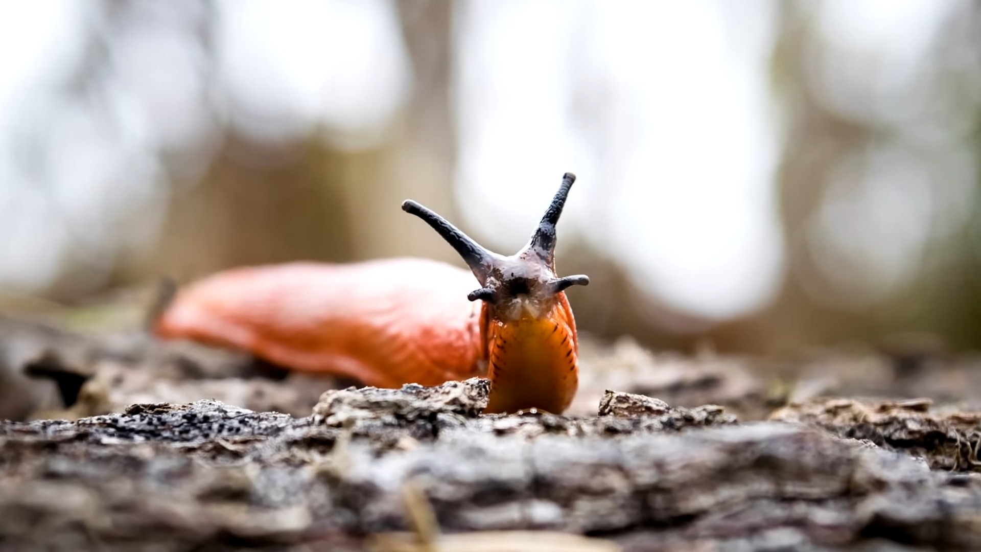 Slug control with coffee