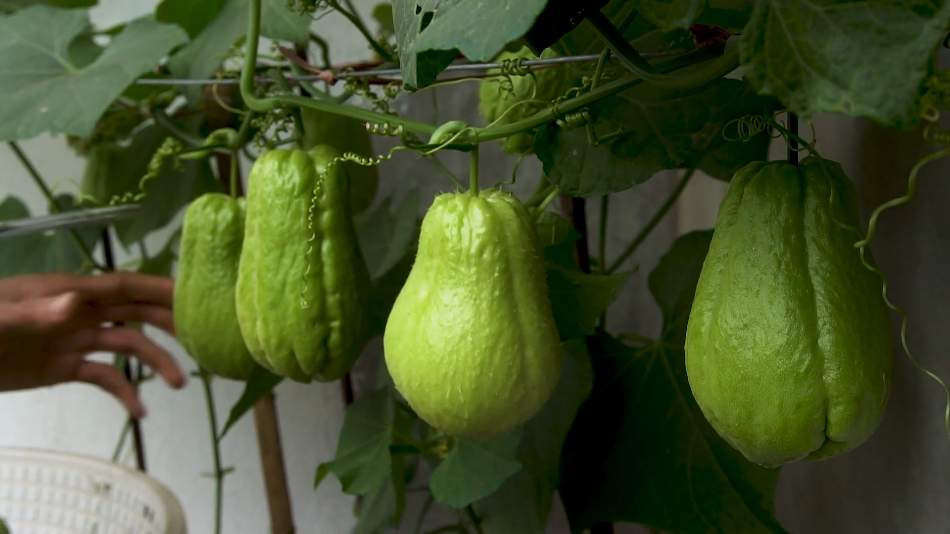 Grow Chayote Beginner's Guide