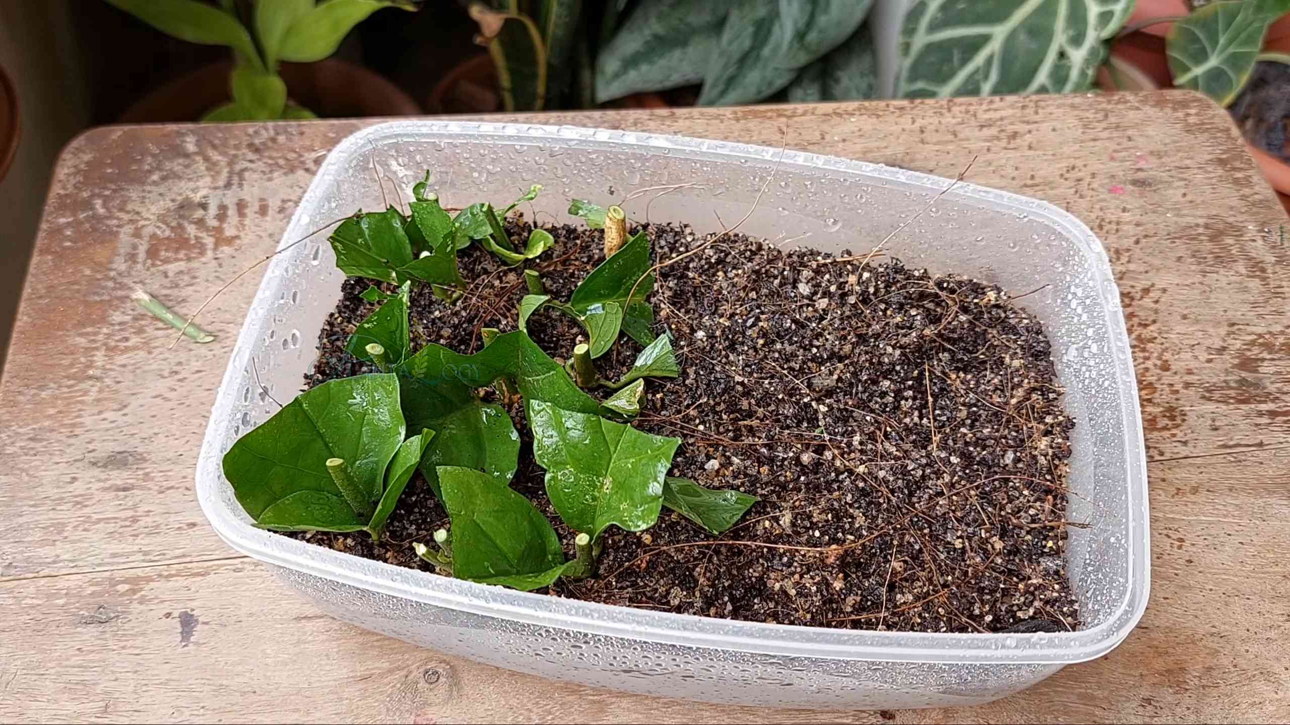 Arabian Jasmine Cuttings Propagation