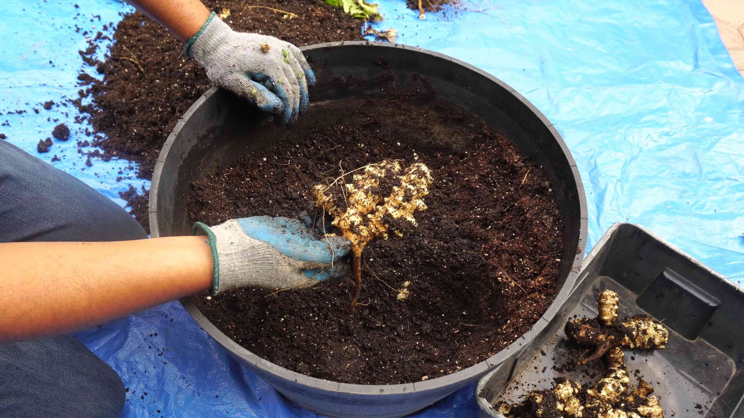 Grow Jerusalem Artichokes