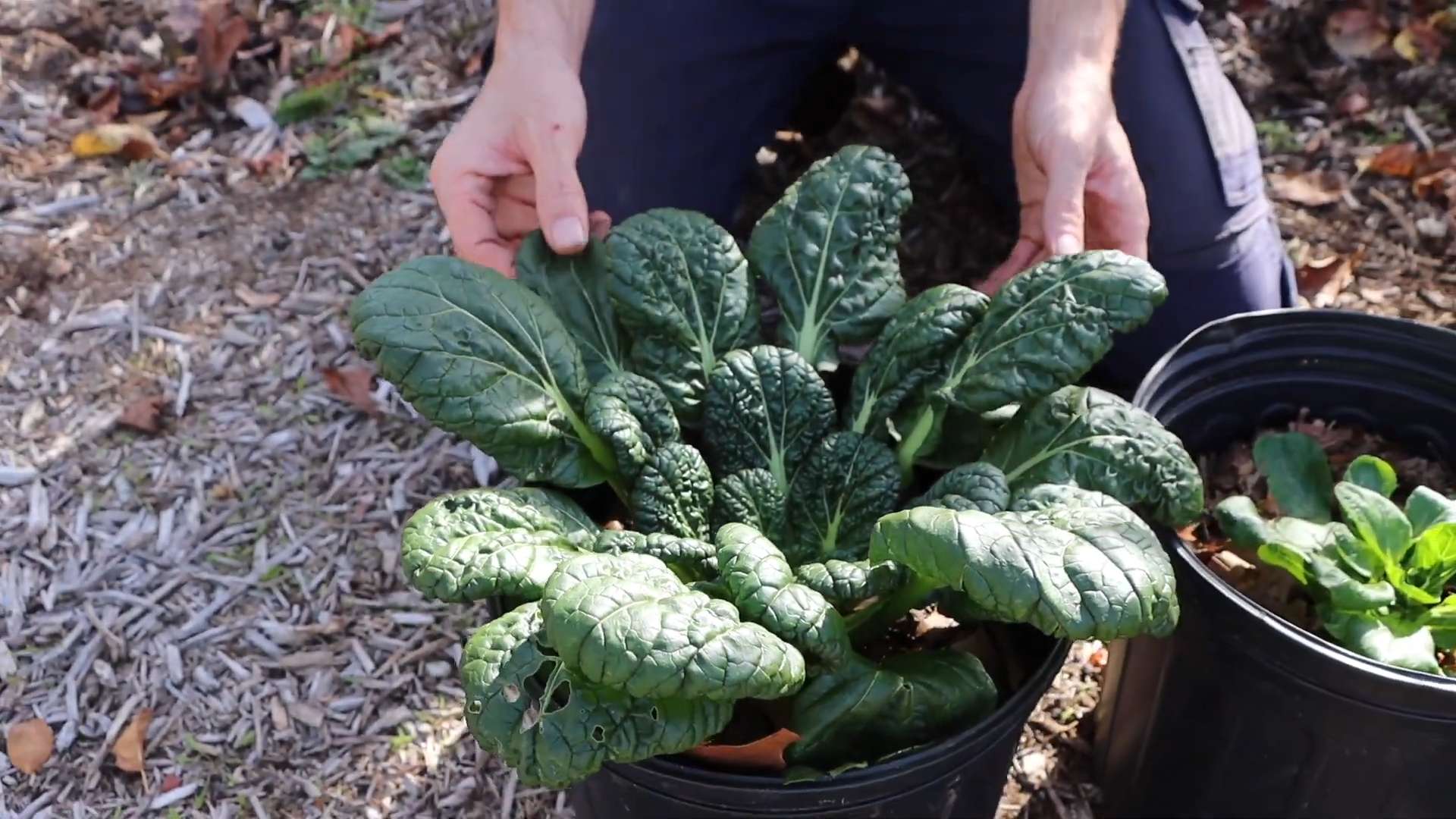 Winter gardening crops