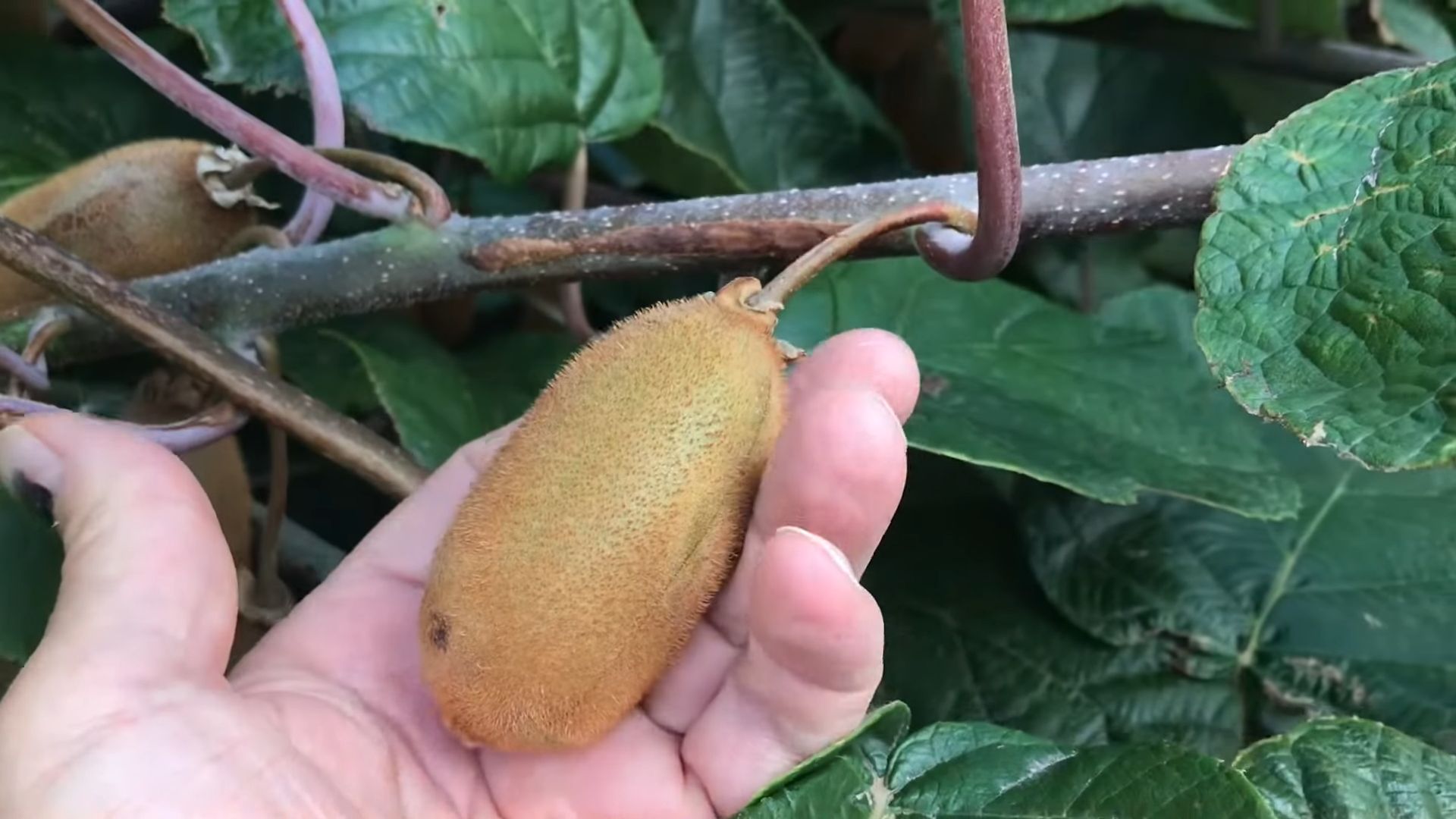 Growing Kiwi Vines