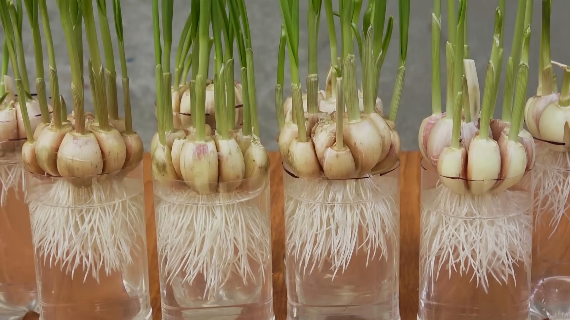 DIY garlic growing bottles